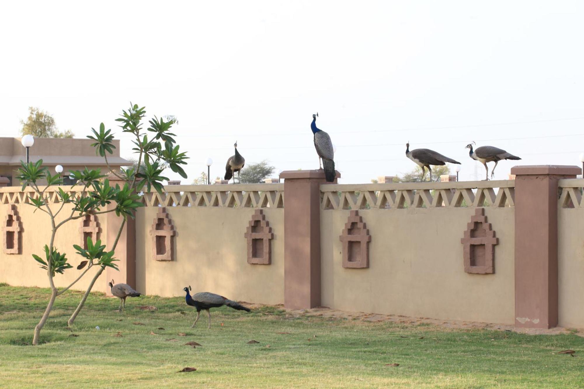 Thar Oasis Resort And Camp Dechu エクステリア 写真